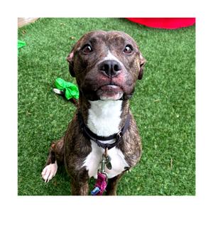 April, Mixed Breed (Medium), young, available for adoption