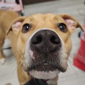 Andy, Mixed Breed (Medium), young, available for adoption