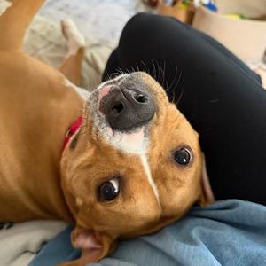 Canelo, Mixed Breed (Medium), adult, available for adoption