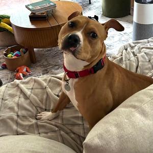 Canelo, Mixed Breed (Medium), adult, available for adoption