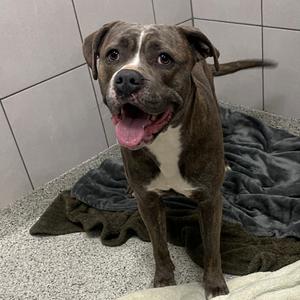 Dolores, Mixed Breed (Large), adult, available for adoption