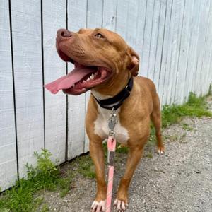 Faith, Terrier, American Pit Bull, adult, available for adoption