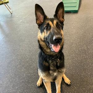 Fenrir, Shepherd, German, adult, available for adoption