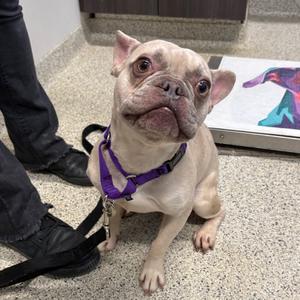Fudge, Bulldog, French, young, available for adoption