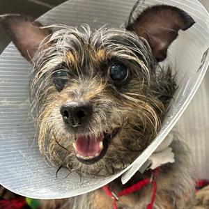 Angeliki, Terrier, Yorkshire, Yorkie, adult, available for adoption