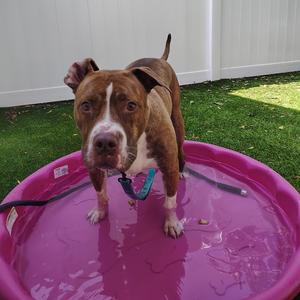 Azalea, Mixed Breed (Medium), adult, available for adoption