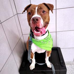 Azalea, Mixed Breed (Medium), adult, available for adoption