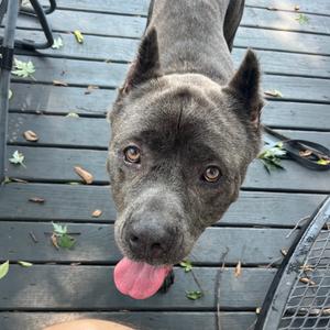 A close-up of a gray dog with its tongue out, standing on a wooden deck.
