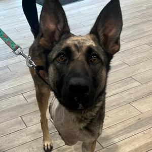 Hera, Shepherd, German, adult, available for adoption