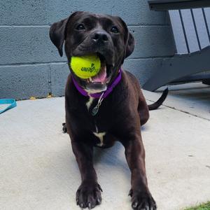 Elphie, Mixed Breed (Large), adult, available for adoption