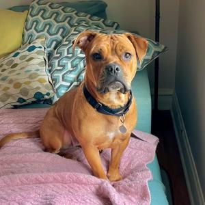 Galinda, Mixed Breed (Large), adult, available for adoption