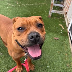 Galinda, Mixed Breed (Large), adult, available for adoption