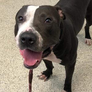 Dominick, Mixed Breed (Large), adult, available for adoption