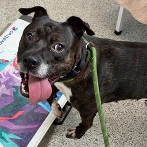 Daisy/OPAC7012, Terrier, American Staffordshire, adult, available for adoption