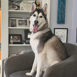 A husky dog sitting on a gray armchair with its tongue out, in a room with shelves and framed pictures in the background.