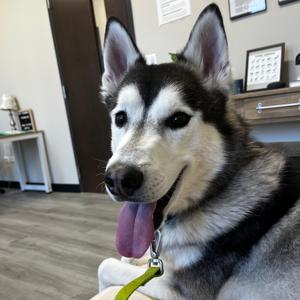 Benjy, Husky, Siberian, adult, available for adoption