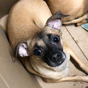 Egg Mcmuffin, Mixed Breed (Small), adult, available for adoption