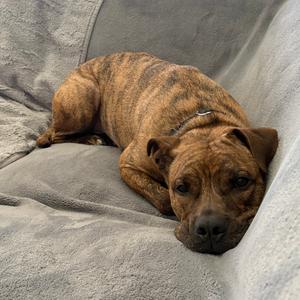 Jager, Boxer, adult, available for adoption
