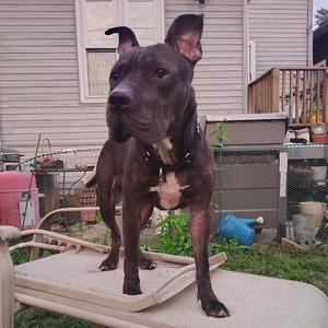 A dark brown pit bull mix standing on a patio lounge chair in a backyard setting.