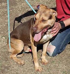 Picasso, Labrador Retriever, adult, available for adoption
