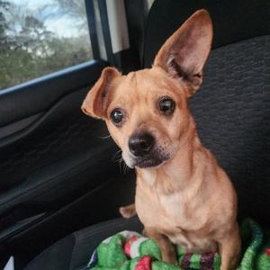 Joy, Chihuahua / Dachshund, senior, available for adoption