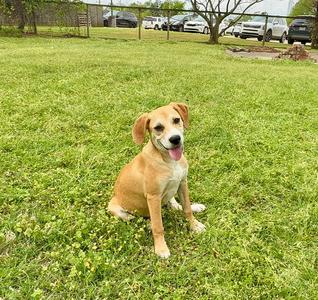 Sissy, Hound / American Foxhound, adult, available for adoption