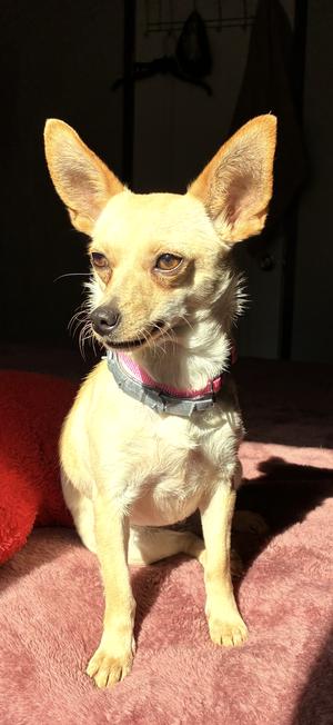 Fennec, Chihuahua / Terrier, adult, available for adoption