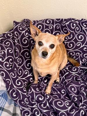 Peanut, Chihuahua, senior, available for adoption