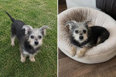 Star, Yorkshire Terrier Yorkie / Schnauzer, senior, available for adoption