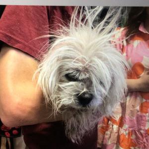 Boba, Shih Tzu, senior, available for adoption