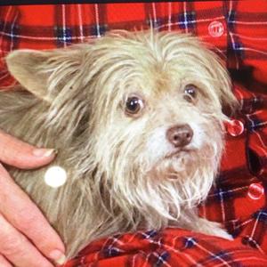 Professor Puppet aka Olaf, Terrier, Boston, adult, available for adoption