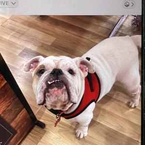 Fendi, Bulldog, English, adult, available for adoption