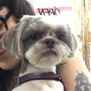 Mr. Sheffield, Shih Tzu, adult, available for adoption