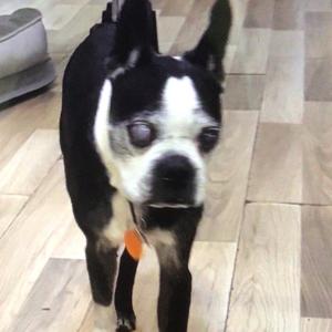 Jax (blue collar), Terrier, senior, available for adoption
