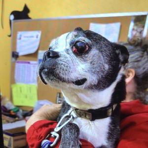 Buddy (star wars collar), Terrier, senior, available for adoption