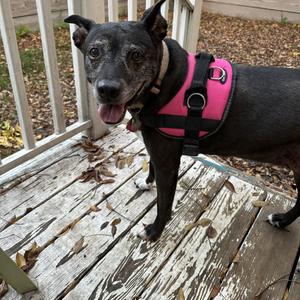 Bella, Retriever, Black Labrador, senior, available for adoption