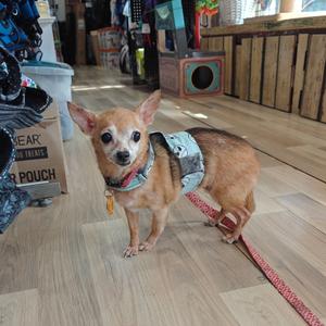 A small tan chihuahua wearing a blue patterned harness stands on a wooden floor.