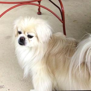 A fluffy white dog with long fur standing on a concrete surface, with a red metal chair in the background.
