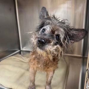 A scruffy, small dog with its head tilted sits in a metal enclosure on a tan blanket.