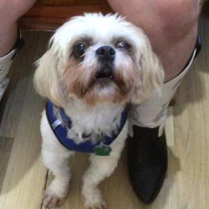 Archie, Shih Tzu, adult, available for adoption