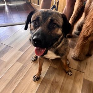 Hunter, Shepherd, adult, available for adoption