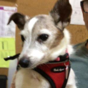 Bailey, Terrier, Jack Russell, senior, available for adoption