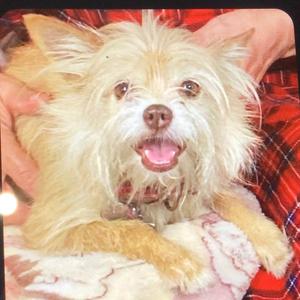 Nutty Muppet aka TuT Tut, Terrier, Fox, adult, available for adoption