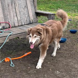 Handsome Harry (AKA Dogitty Dog), Husky, senior, available for adoption