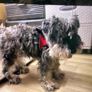 Oscar, Schnauzer, Miniature, senior, available for adoption