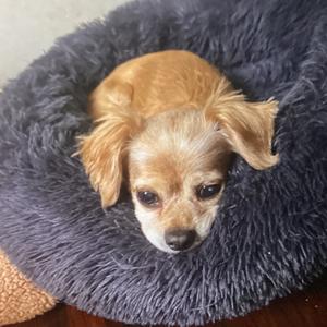 Duke, Spaniel, Cavalier King Charles, adult, available for adoption