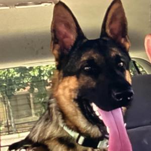 Chomper, Shepherd, German, adult, available for adoption