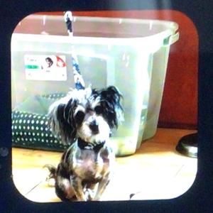 Ace, Mixed Breed (Small), adult, available for adoption