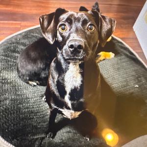 Breezy, Terrier, Rat, adult, available for adoption