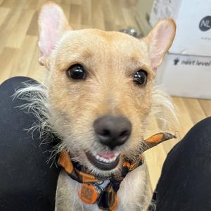 Lilly, Terrier, Scottish Scottie, adult, available for adoption